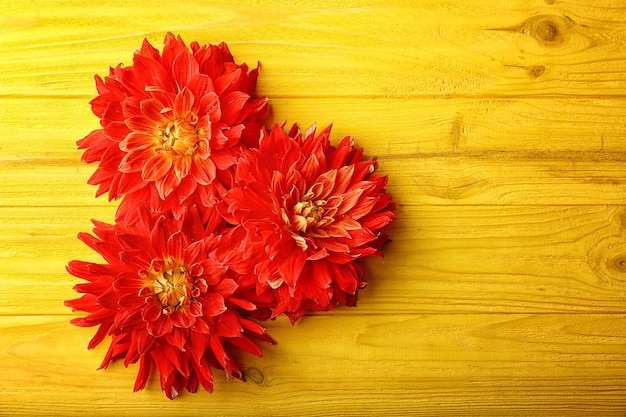 Mooie rode dahlia bloemen op gele houten achtergrond