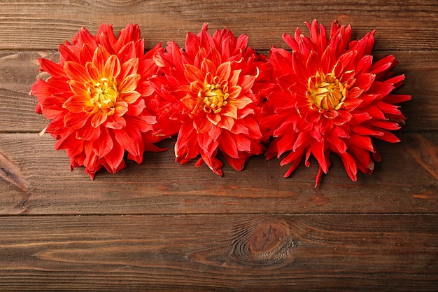 Mooie rode dahlia bloemen op houten achtergrond