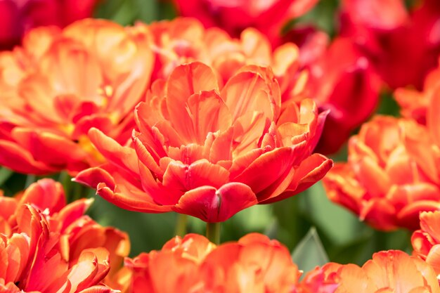 Mooie rode en oranje tulpen