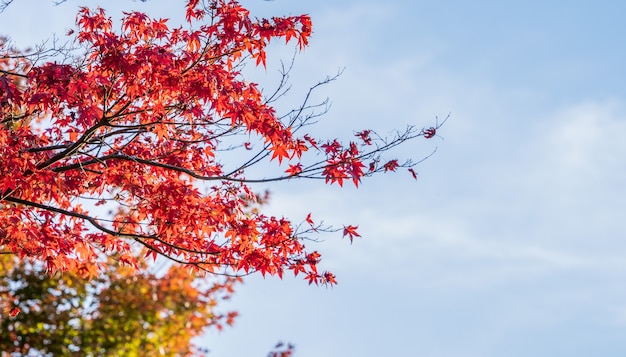 Mooie rode esdoorn bladeren op een herfstdag