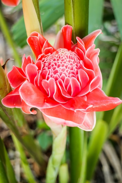 Mooie rode Etlingera elatior bloem