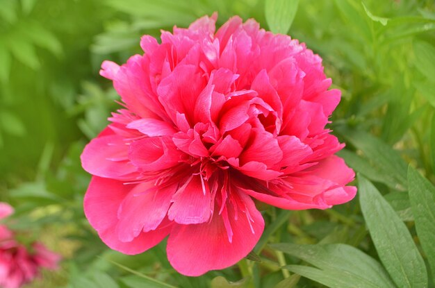 Mooie rode geurende pioenrozen bloemen Boeket bordeauxrode pioenrozenbloem Mooie bordeauxrode pioenroos