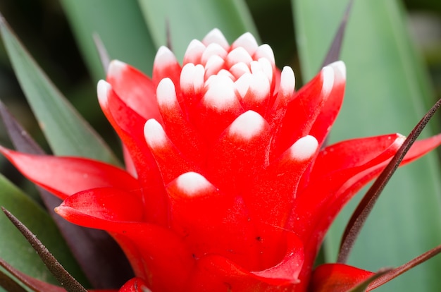 Mooie rode groene bromelia plant