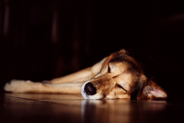 Mooie rode hond die op de vloer ligt