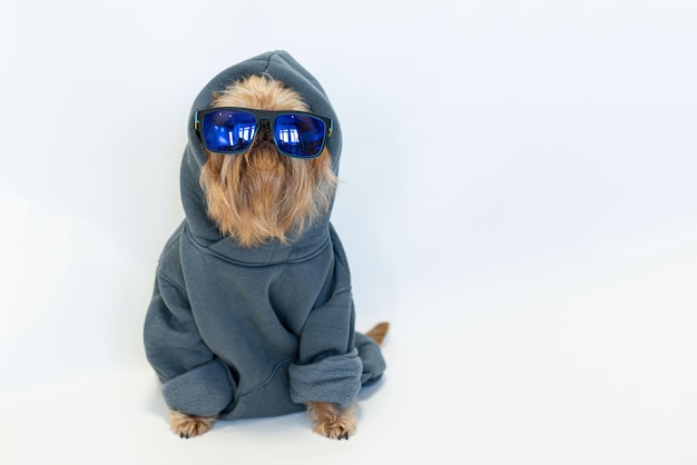 Mooie rode hond met een baard van het ras Brussels Griffon in een grijze hoodie geïsoleerd op wit