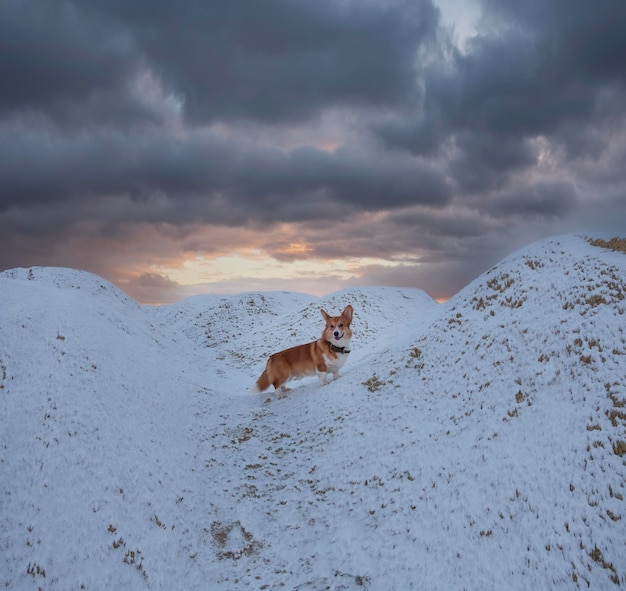 Mooie rode hond Pembroke Welsh Corgi ras in de winter in de sneeuw op de achtergrond van de avondrood