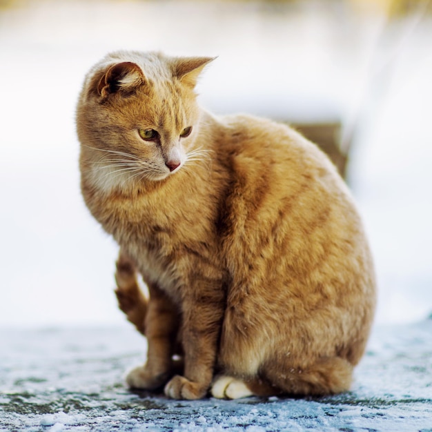 Mooie rode kat die op de sneeuwwintertijd loopt