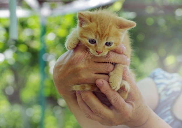 Mooie rode kat met blauwe ogen