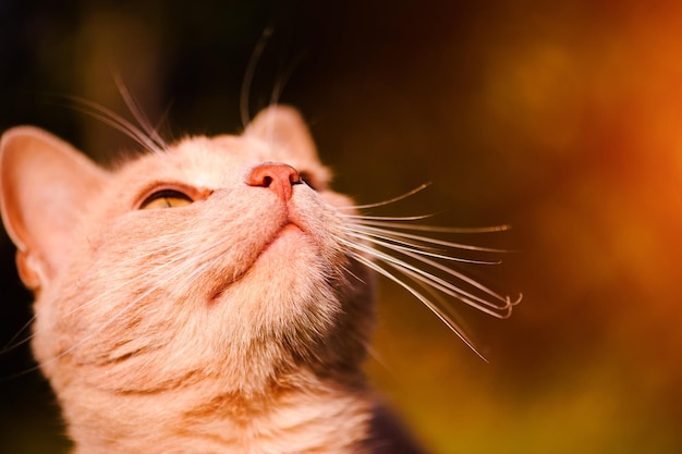 Mooie rode kat op groen gras Zomerdag