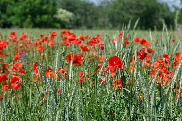 Mooie rode klaprozen op het veld