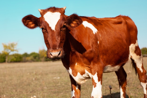 Mooie rode koe grazen in de wei