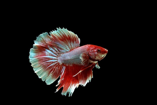 Mooie rode lavendel halfmoon betta vis op zwarte achtergrond