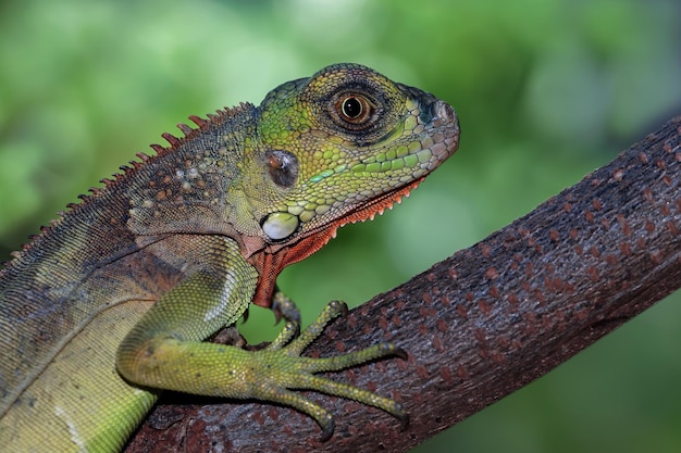Mooie rode leguana op hout dier close-up