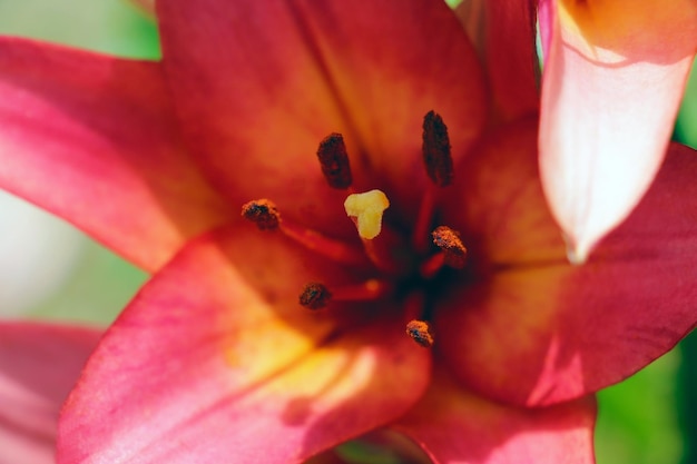 Mooie rode lelies bloemen groeien in de tuin