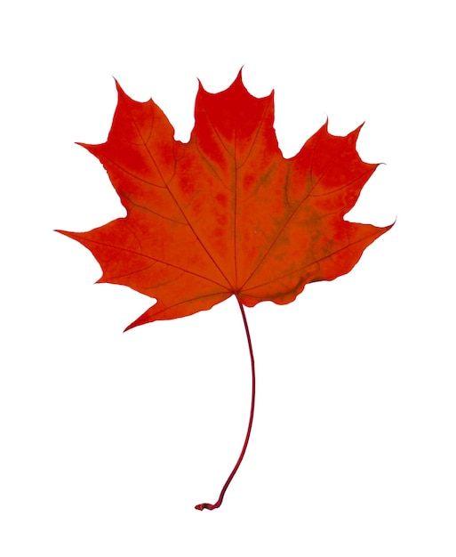 Mooie rode maple leaf geïsoleerd op wit Herfst seizoen