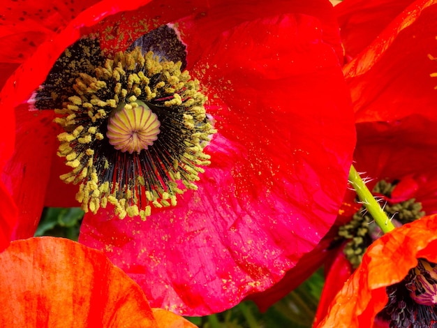 Mooie rode papaver bloemen close-up