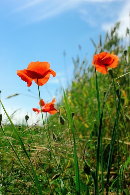 Foto mooie rode papaver op groen rogge- of tarweveld bij blauw zonnig hemel zomerbehang