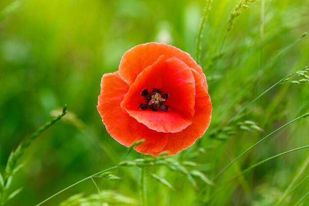 Mooie rode papaver op het gras