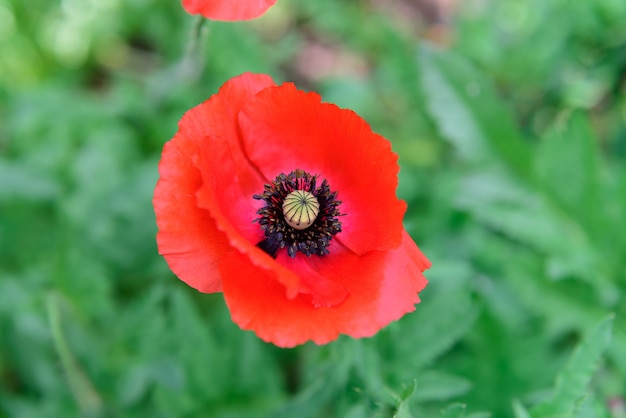 Mooie rode papaverbloemen in aardtuin in mai Thailand van Doi Inthanon Chiang