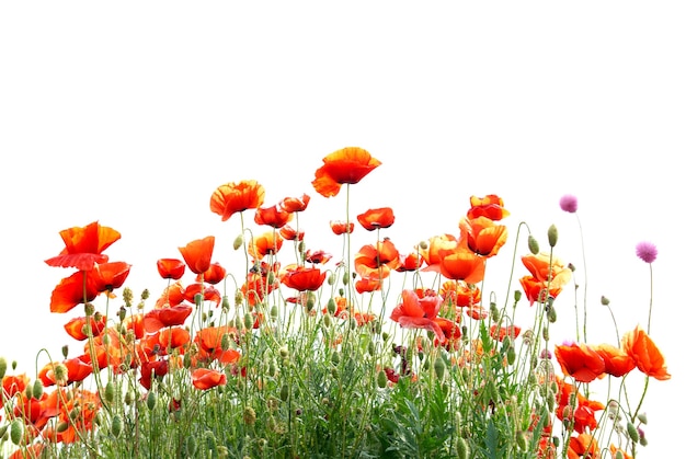 Mooie rode papavers geïsoleerd op een witte achtergrond