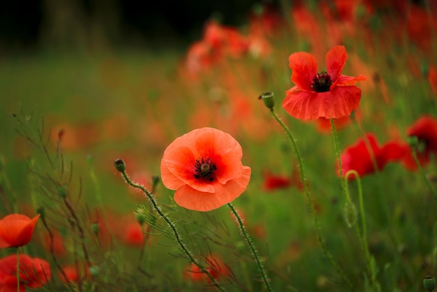 Mooie rode papavers op een zomer veld opium bloemen wild veld zomer achtergrond