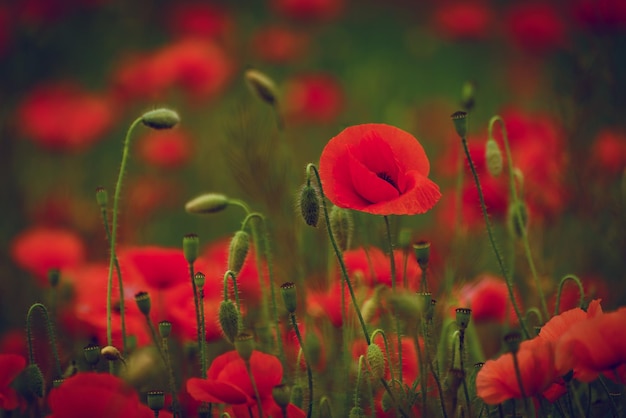 Mooie rode papavers op een zomer veld opium bloemen wild veld zomer achtergrond