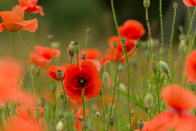 Mooie rode papavers op een zomer veld opium bloemen wild veld zomer achtergrond