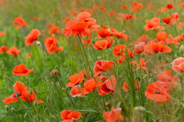 Mooie rode papavers op een zomer veld opium bloemen wild veld zomer achtergrond