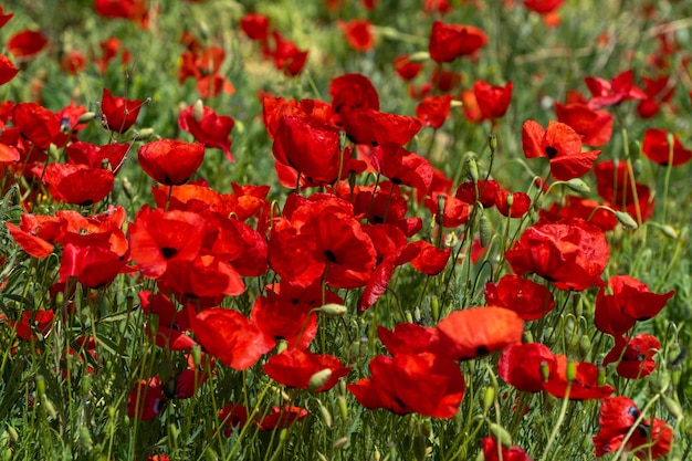 Mooie rode papaversbloemen die op aardgebied bloeien