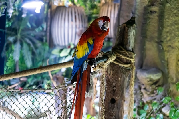 Mooie rode papegaai in de dierentuin 's nachts in het donker