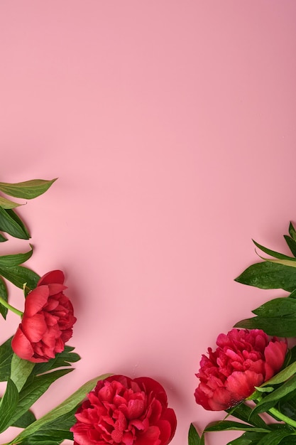 Mooie rode pioen bloemen boeket over roze achtergrond, bovenaanzicht, kopieer ruimte, plat. valentijnsdag, moederdag achtergrond.