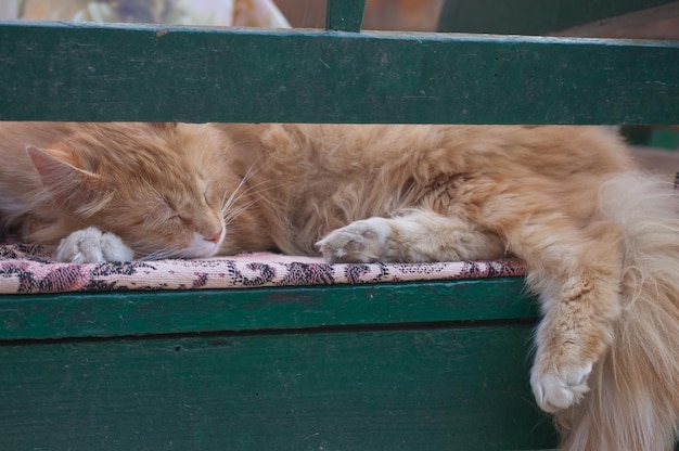 Mooie rode pluizige kat zit op een bankje