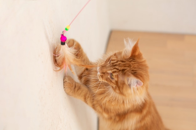 Mooie rode pluizige maine coon kitten spelen met veren speelgoed