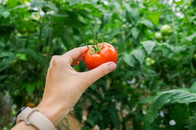 Mooie rode rijpe tomaat in vrouwelijke hand op groene achtergrond. Tomatenproductie