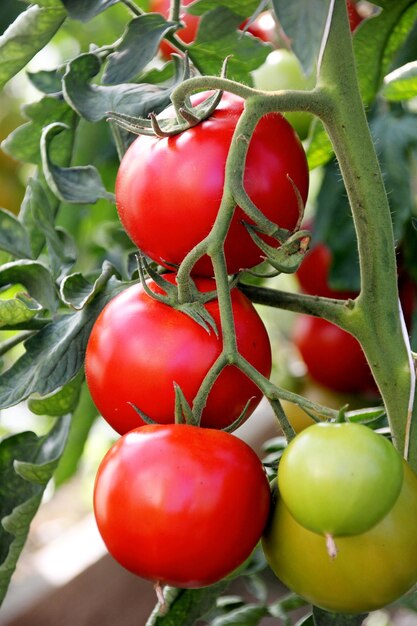 Mooie rode rijpe tomaten gekweekt in een kas. Mooie achtergrond