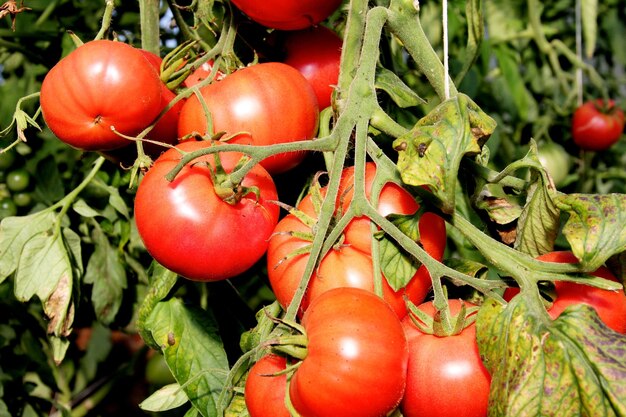 Mooie rode rijpe tomaten gekweekt in een kas. Mooie achtergrond