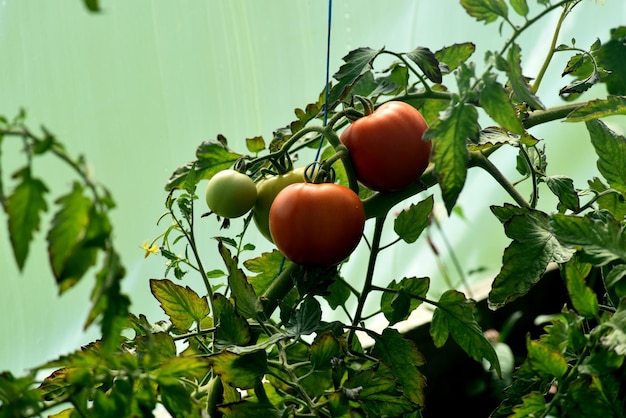 Mooie rode rijpe tomaten geteeld in een boerderijkas