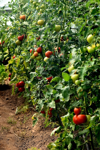 Mooie rode rijpe tomaten geteeld in een boerderijkas