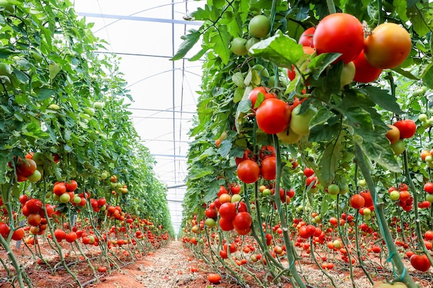 Mooie rode rijpe tomaten geteeld in een kas.