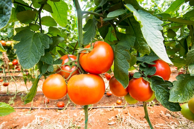 Mooie rode rijpe tomaten geteeld in een kas.