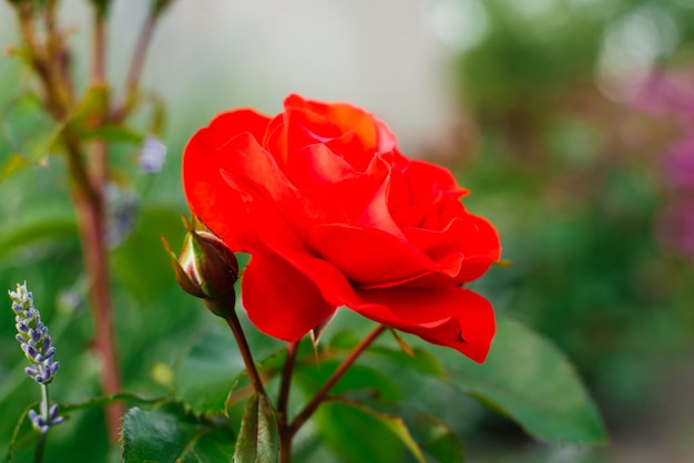 Mooie rode roos bloeit in de zomertuin