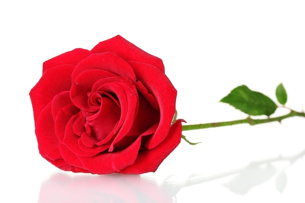 Mooie rode roos geïsoleerd op wit