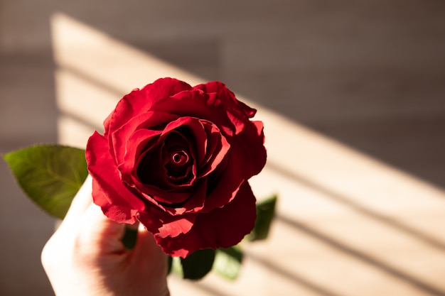 Mooie rode roos in de hand, romantische bloem.