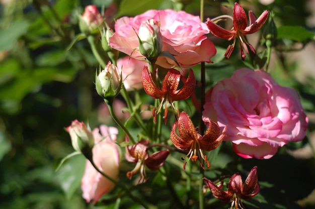 Mooie rode roos in de tuin