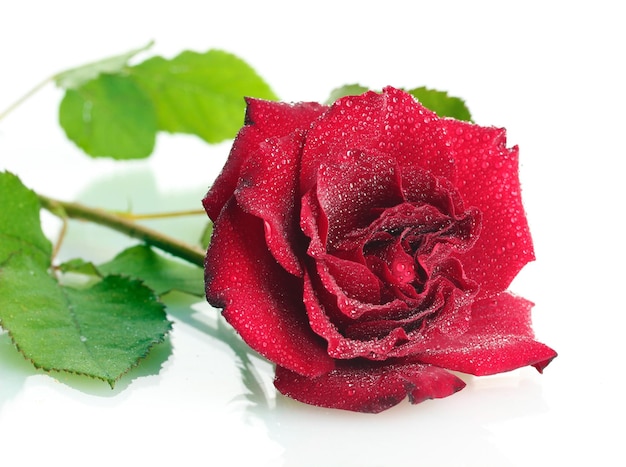 Mooie rode roos met druppels geïsoleerd op wit