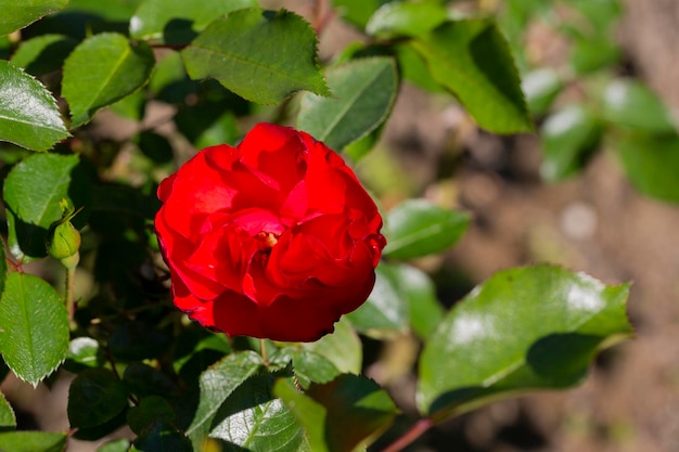 Mooie rode roos op een achtergrond van groen gras op een zomerdag