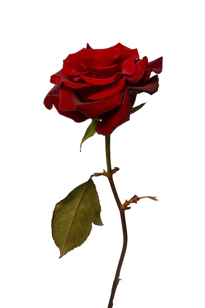 Mooie rode roos op witte achtergrond