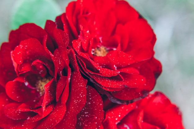 Mooie rode roze bloemen met druppels na regen in de zomer. Inspirerende natuurlijke bloemen lente bloeiende tuin of park