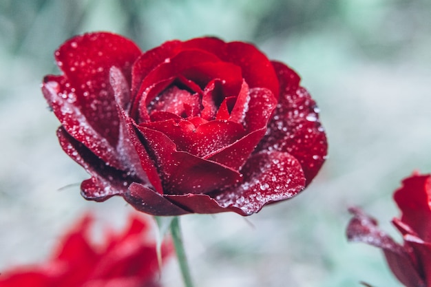 Mooie rode roze bloemen met druppels na regen in de zomer. Inspirerende natuurlijke bloemen lente bloeiende tuin of park