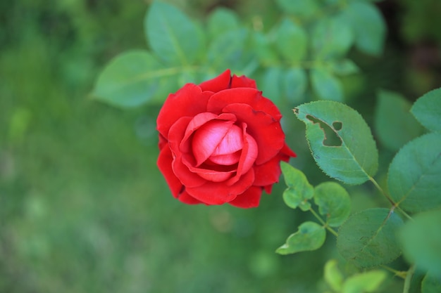 Mooie rode rozen bloeien in de tuin